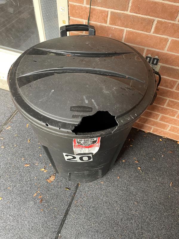 Squirrels have lunch on the lids