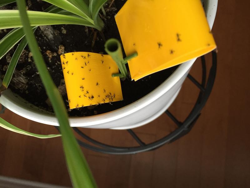 Bug stuck on the sticky stick tapes in this spider plant pot