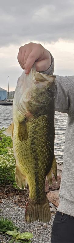 Large mouth Bass