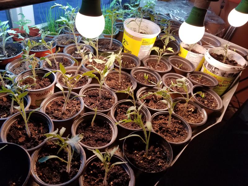 Tomato,  eggplant and peppers