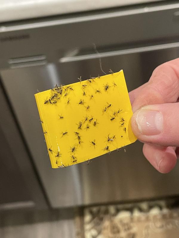 Photo - commentaire 4.