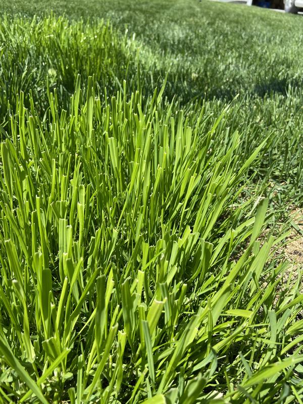 Golf Green quack grass with established lawn in background
