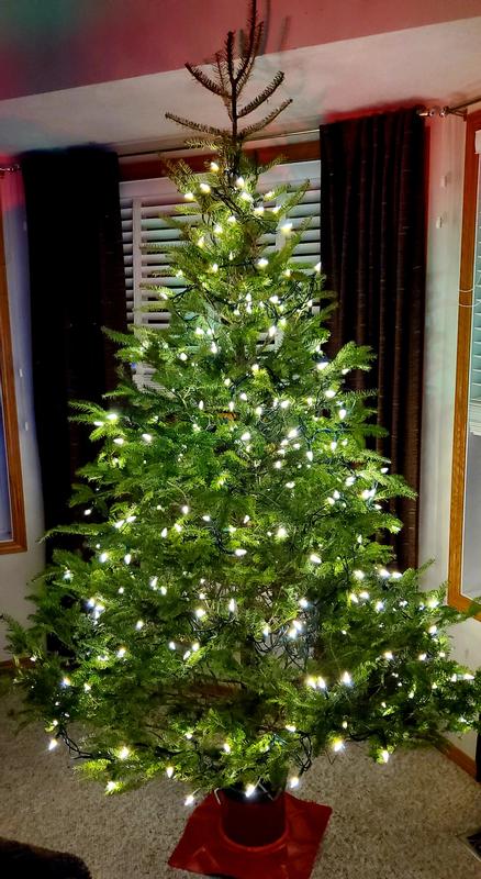 Night tree set-up.  I was concerned my 3 cats would take'r out, no problems there!