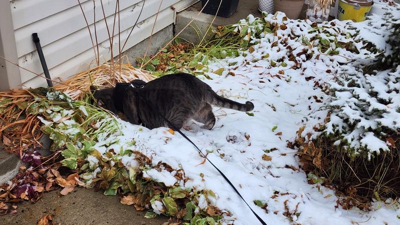 Photo - commentaire&nbsp;2.