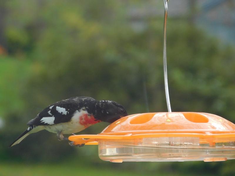 Photo - commentaire&nbsp;5.