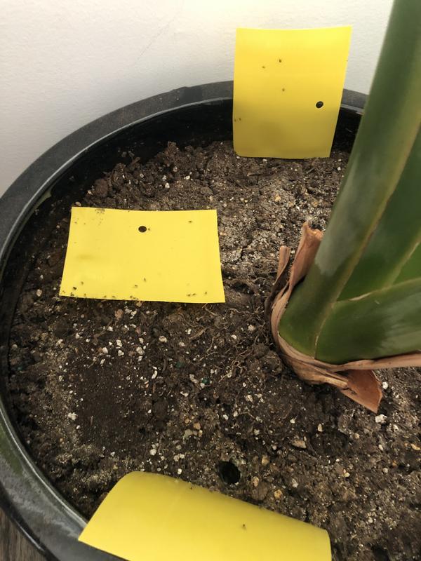 Photo - commentaire&nbsp;1.