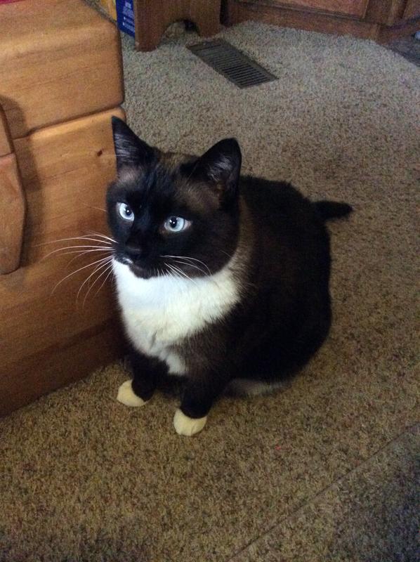 Happy cat...Jasmine, Siamese Tuxedo