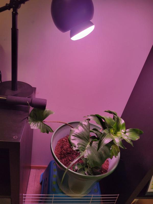 Photo - commentaire&nbsp;2.