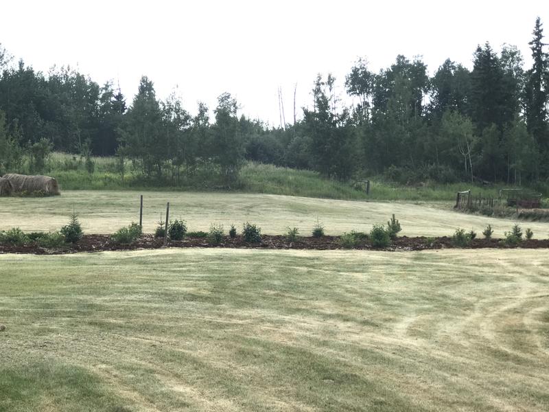 The colour of the mulch is attractive the and the cedar smells so good. It slows down weeds and helps retain whatever natural moisture falls (not much this year) Greatly reduces the need for weeding. I'll be going with this from now on.