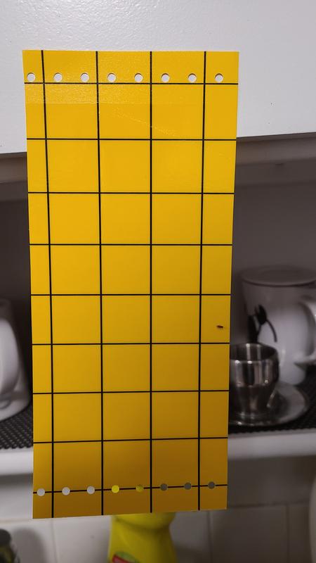 After 7 days in an infested kitchen above a sink that had the recently washed compost bin and source of the fruit fly infestation.