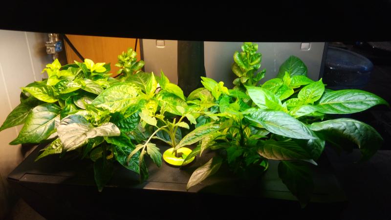 Works well for hydroponics. Peppers and tomatoes love this.