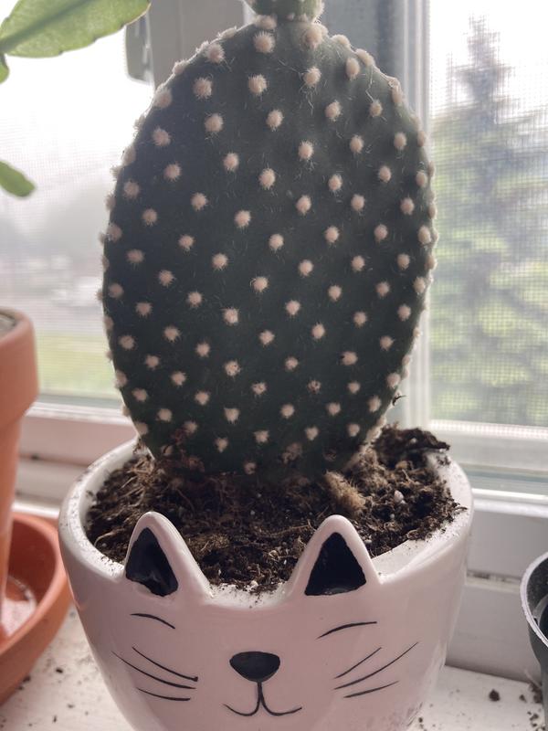 Cactus in the Cactus Mix