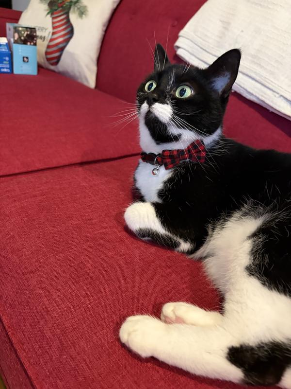 Photo - commentaire&nbsp;1.