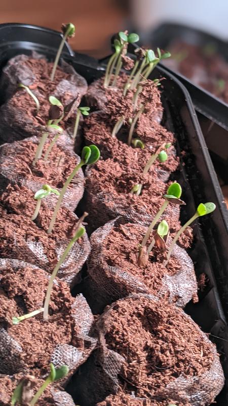 Photo - commentaire 5.