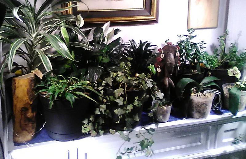 A small jungle...
