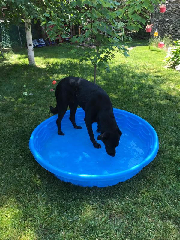 Thinking it’s a huge water bowl!