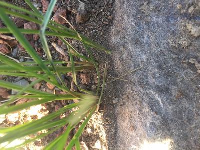 Weeds growing through