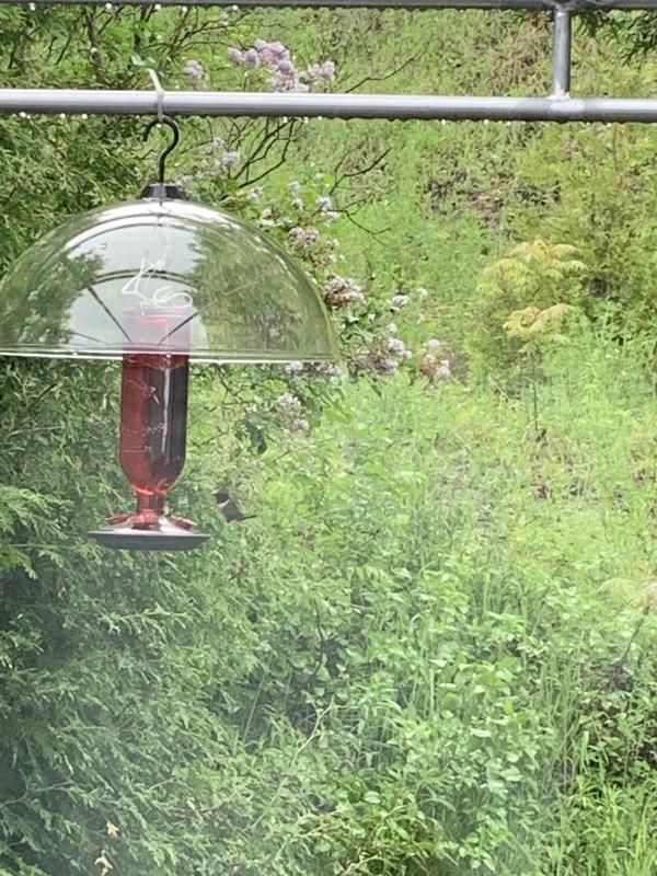 Colibri s’apprête à s’abreuver.