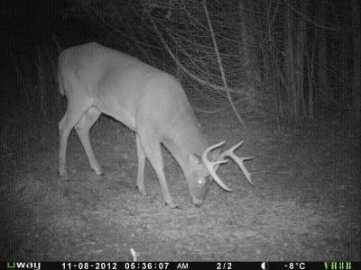 mature 9 point, night shots.