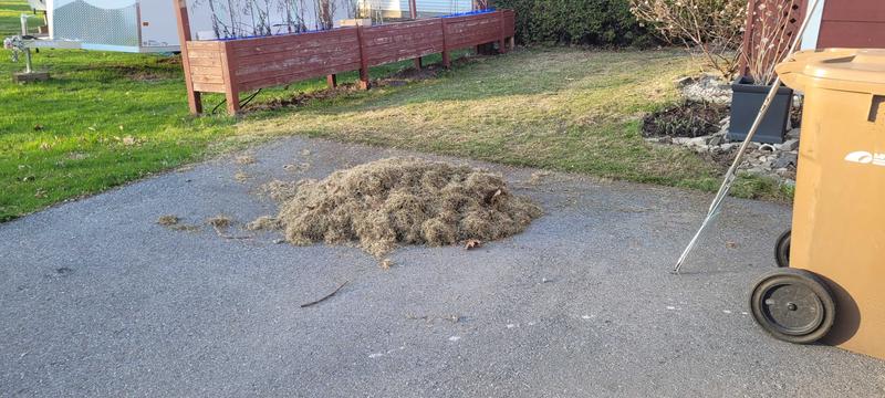 At the next season, most of this grass died as there is too much annual grass seed in the mix