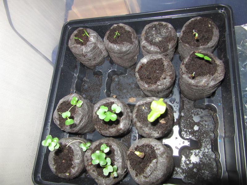 No more “Leggy” seedlings