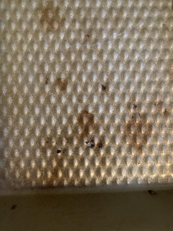 non stick layer chipping