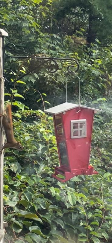 Squirrels are amazing thieves