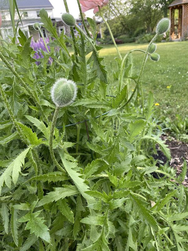 Poppies supported by a Peony cage.