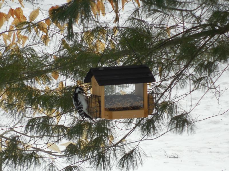 Photo - commentaire&nbsp;5.