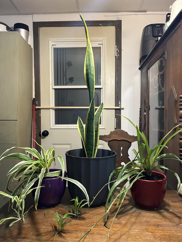 Photo - commentaire&nbsp;1.