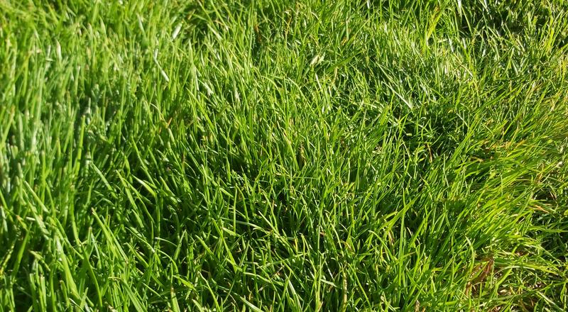 Very soft and thick bright green grass.