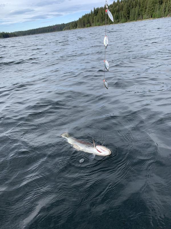 Photo - commentaire&nbsp;1.