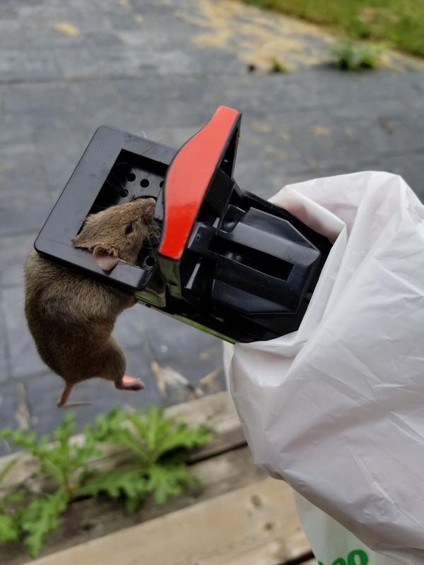 Caught mouse