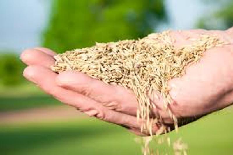 Seeds