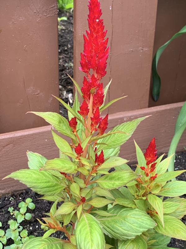 Photo - commentaire&nbsp;7.