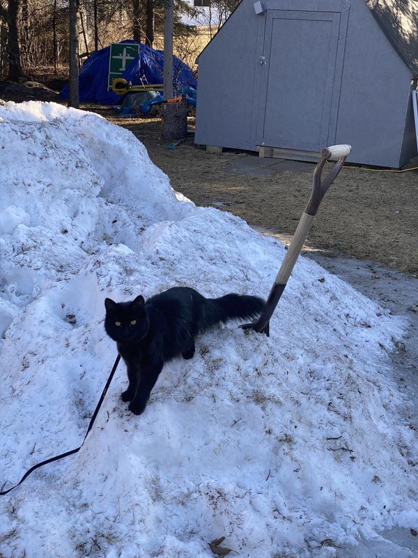 Photo - commentaire&nbsp;5.