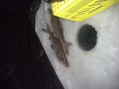 Photo - commentaire 1.