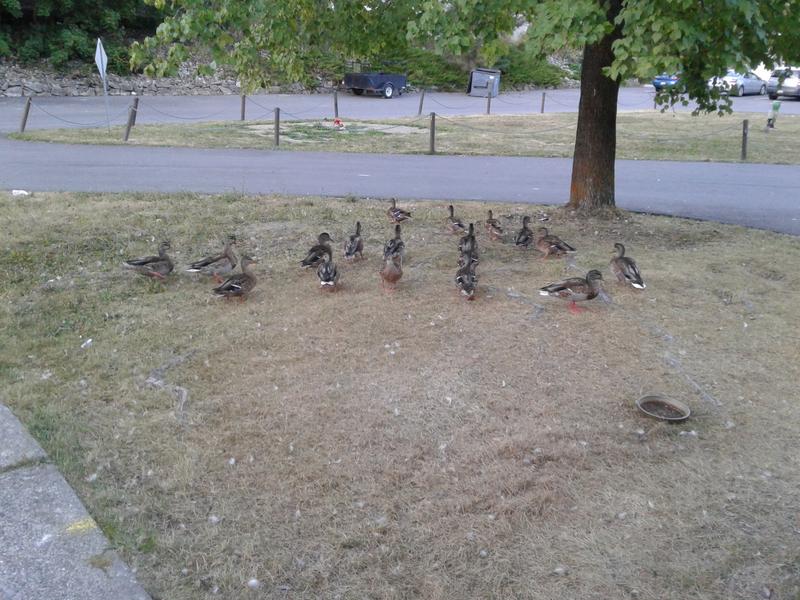 Photo - commentaire 5.