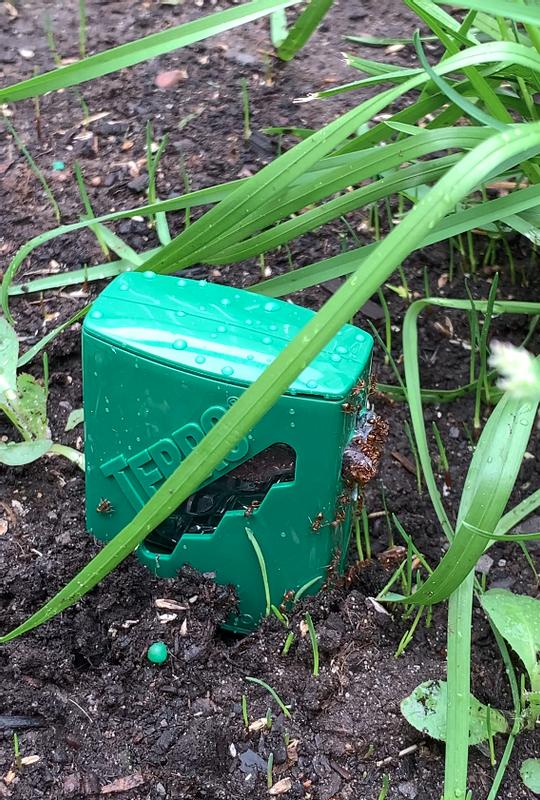 Terro ant stake filled with ants.