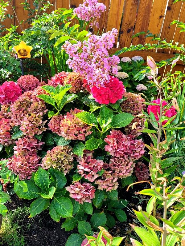 Photo - commentaire&nbsp;5.