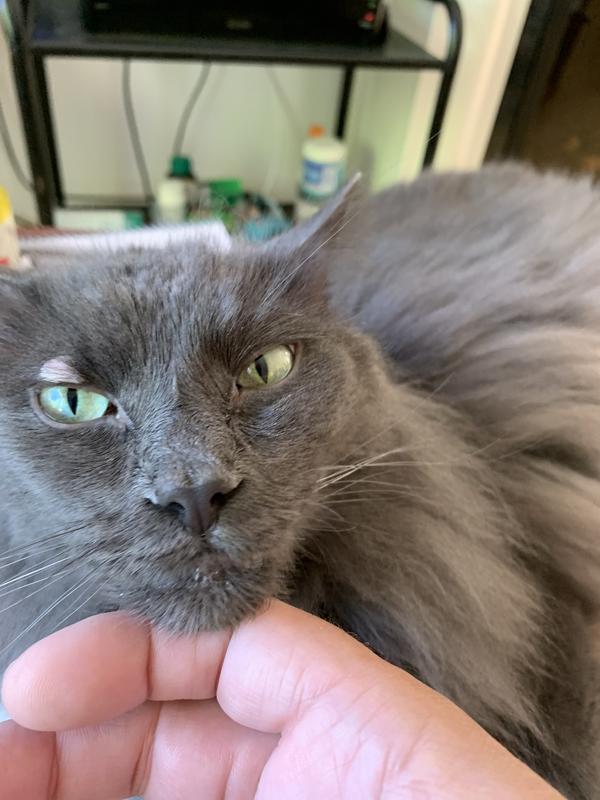 Photo - commentaire 1.