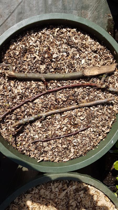 Apple, Pear, 1/4 to 1 Inch