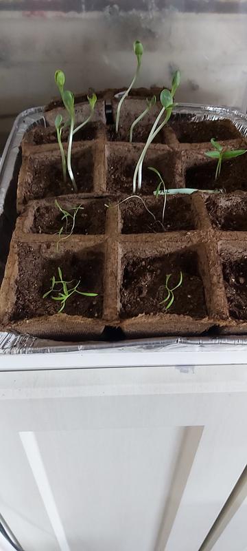 Photo - commentaire&nbsp;2.