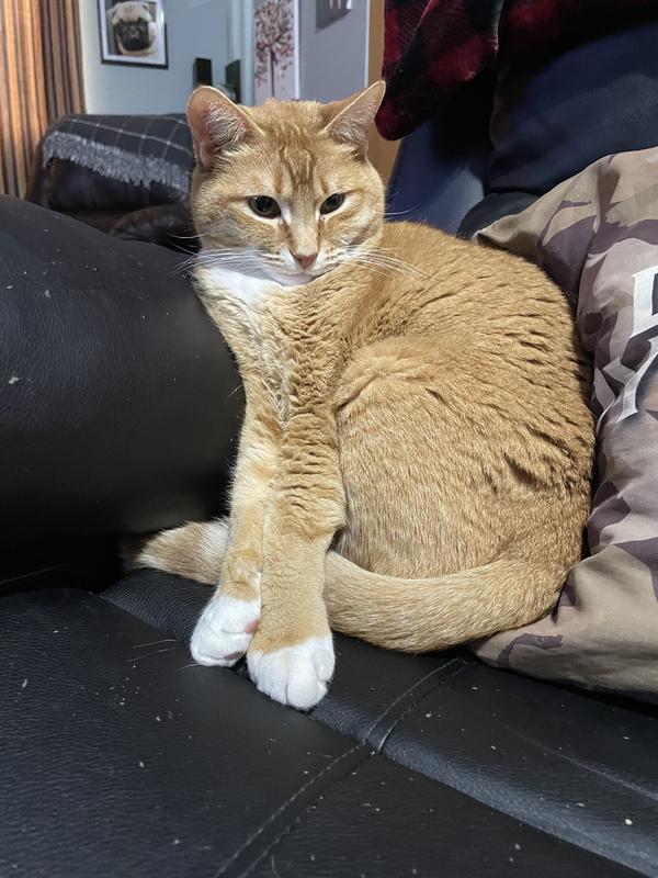 Photo - commentaire 2.