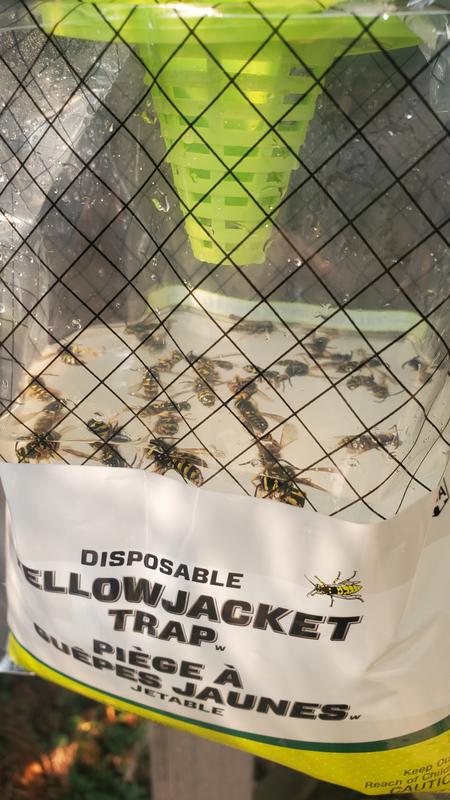 Pic is taken 15 minutes after I hung the trap.