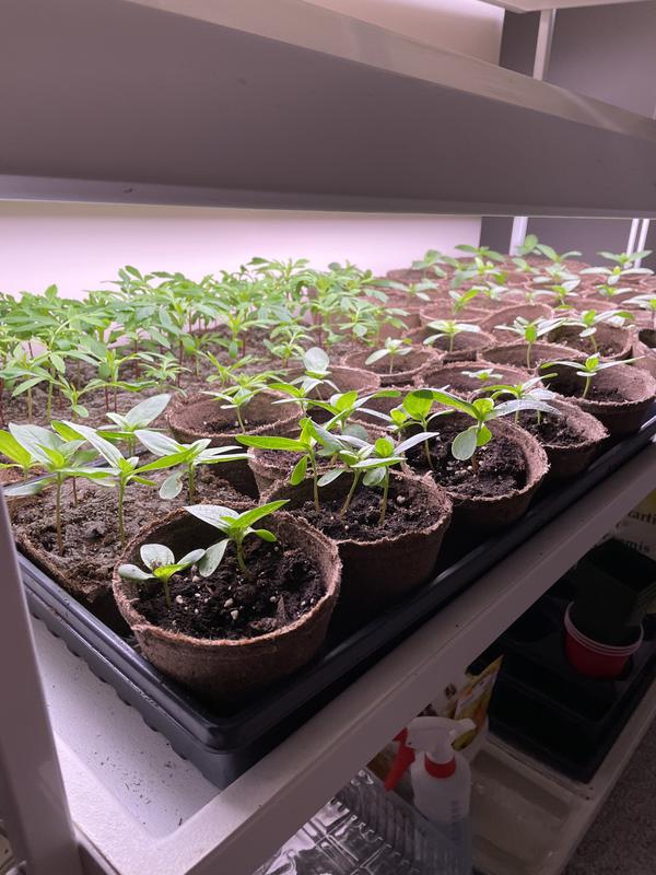 I also use Jiffy packs and Jiffy pots