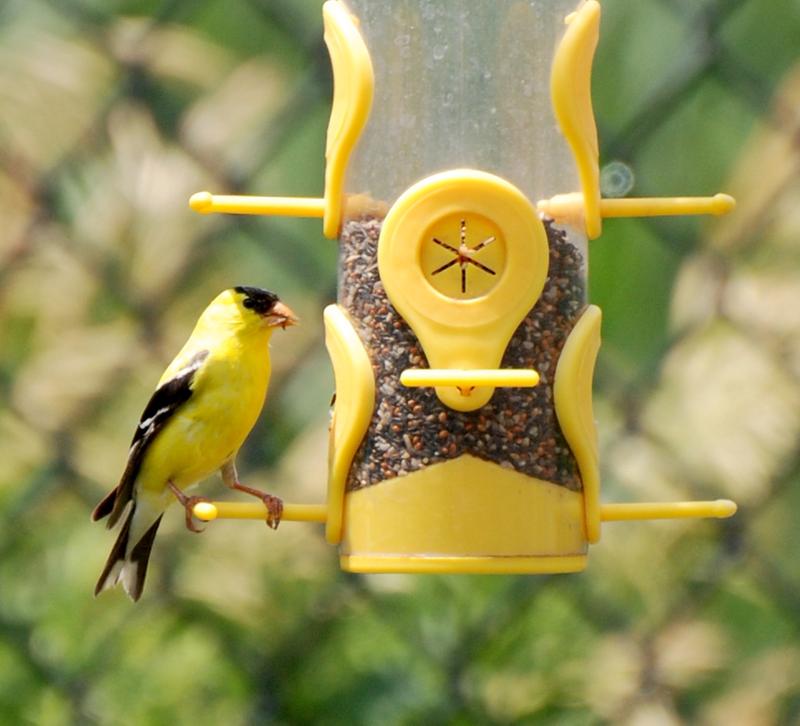 Stopping by for a quick snack.