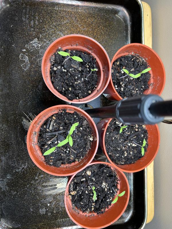 Tomato seedlings! Growing like weeds, lol! This soil is great for getting my seeds started!