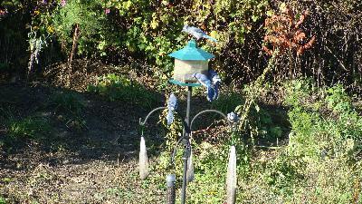 Blue Jay Feast