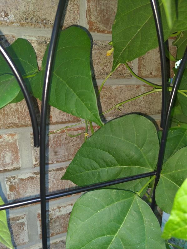 See how the curved bars don't meet the horizontal bar on this year's trellis.